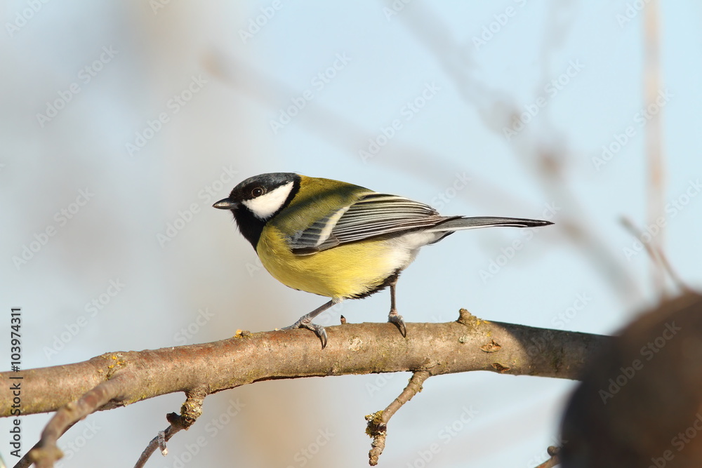 great tit in the garden great tit in the garden