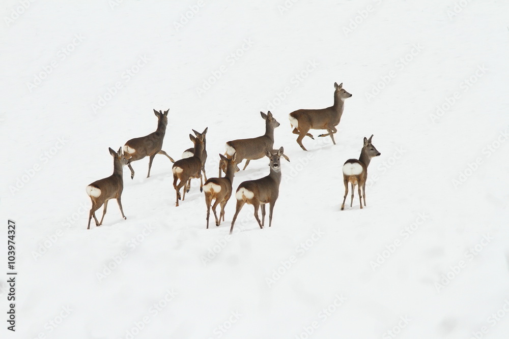 herd of deers on snow herd of deers on snow