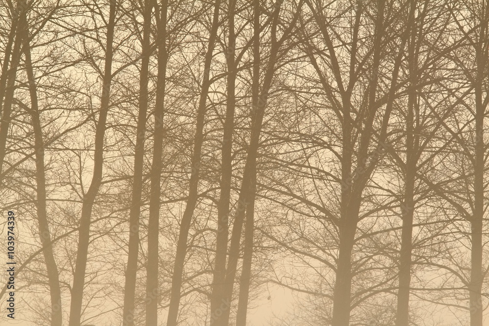 interesting foggy forest interesting foggy forest