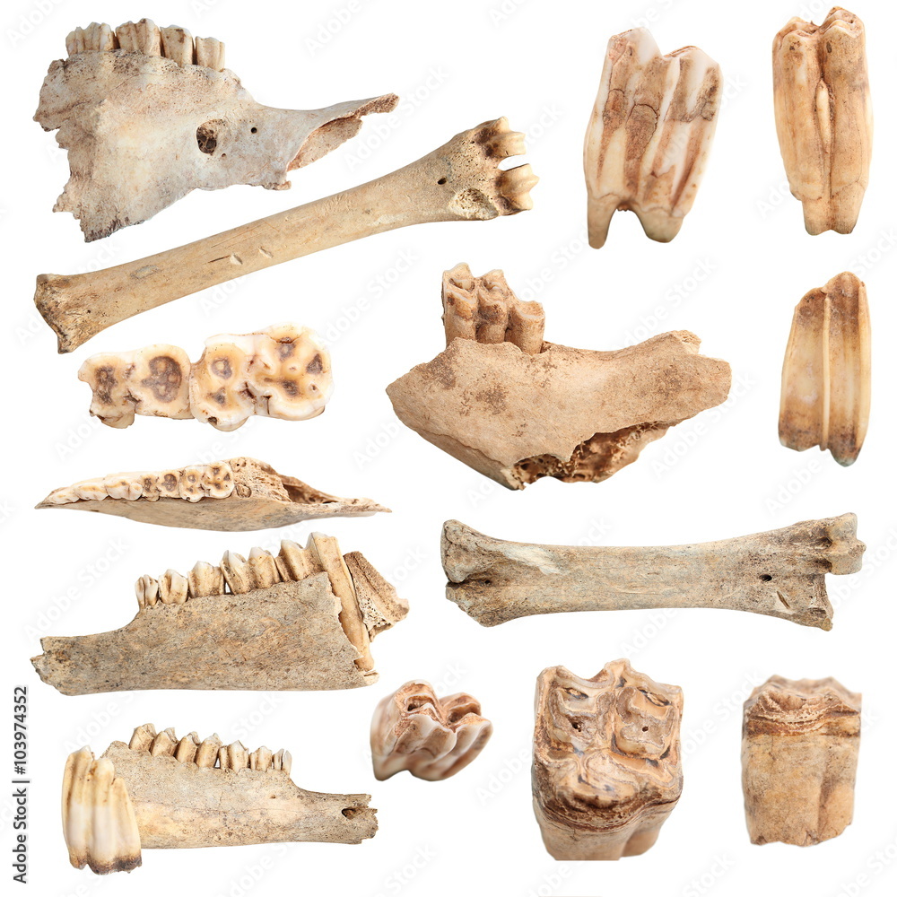custom made wallpaper toronto digitalisolated different animal bones