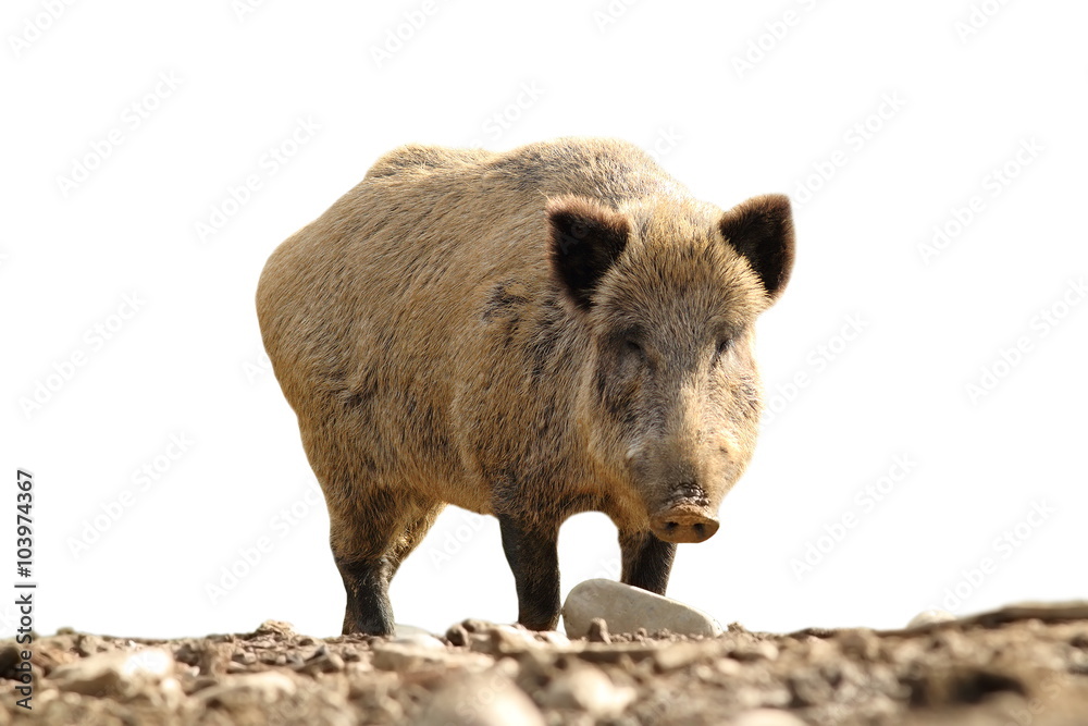 isolated wild boar looking at the camera isolated wild boar looking at the camera