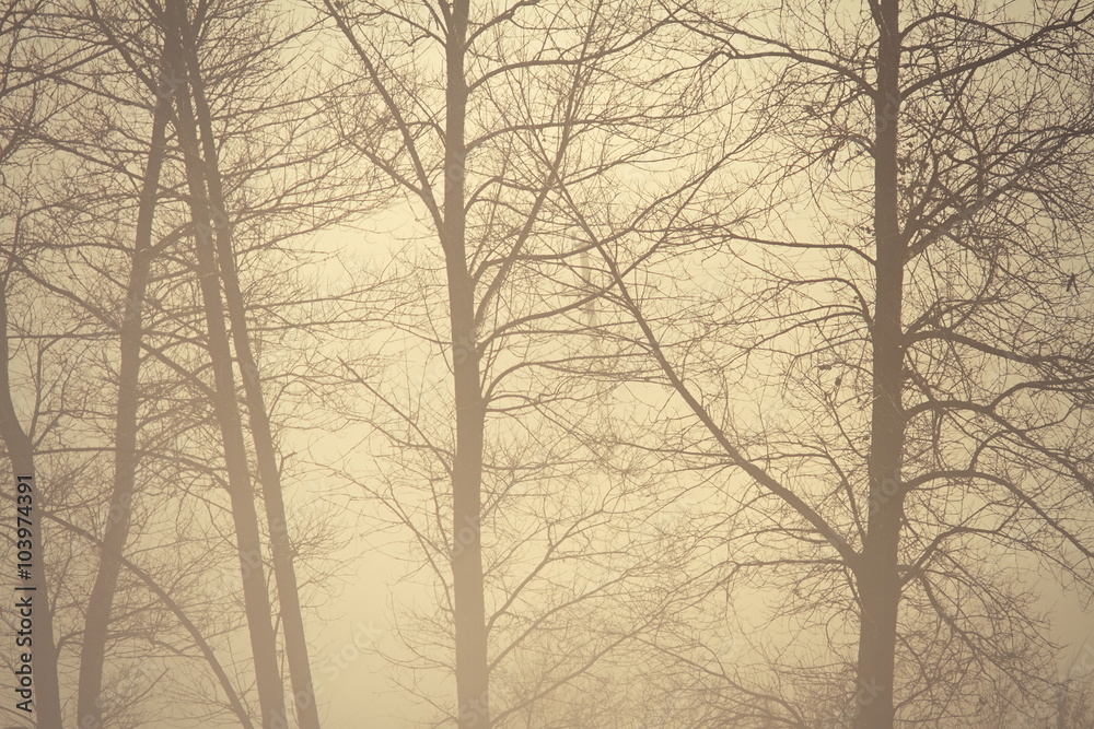 mysterious view of foggy forest mysterious view of foggy forest