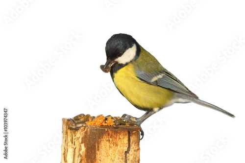 isolated great tit at bird feeder