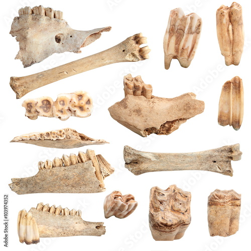 isolated different animal bones photo