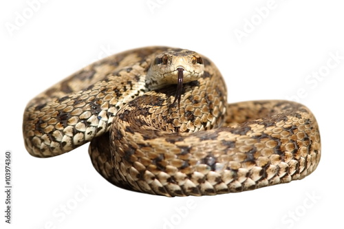isolated snake ready to strike