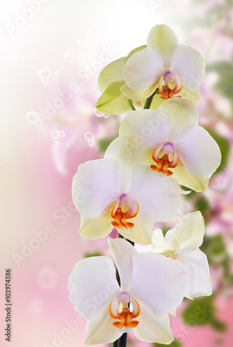 Beautiful flower exotic orchid