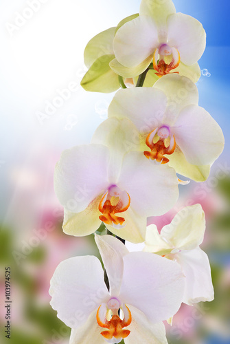 Beautiful orchid flower