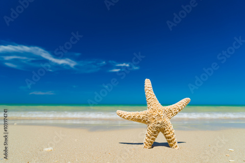 Starfish on the beach