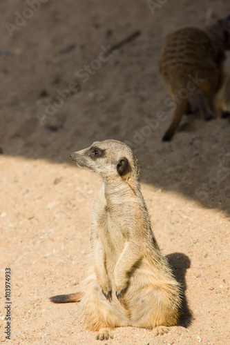 cheerful surikata © Aliaksei Luskin