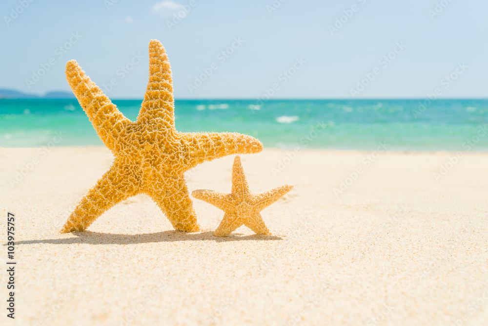 Two starfish with ocean , beach and seascape, shallow dof Two starfish with ocean , beach and seascape, shallow dof