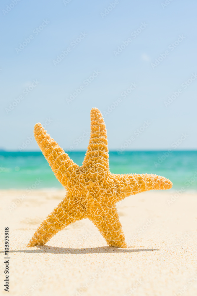 starfish with ocean , beach and seascape, shallow dof starfish with ocean , beach and seascape, shallow dof
