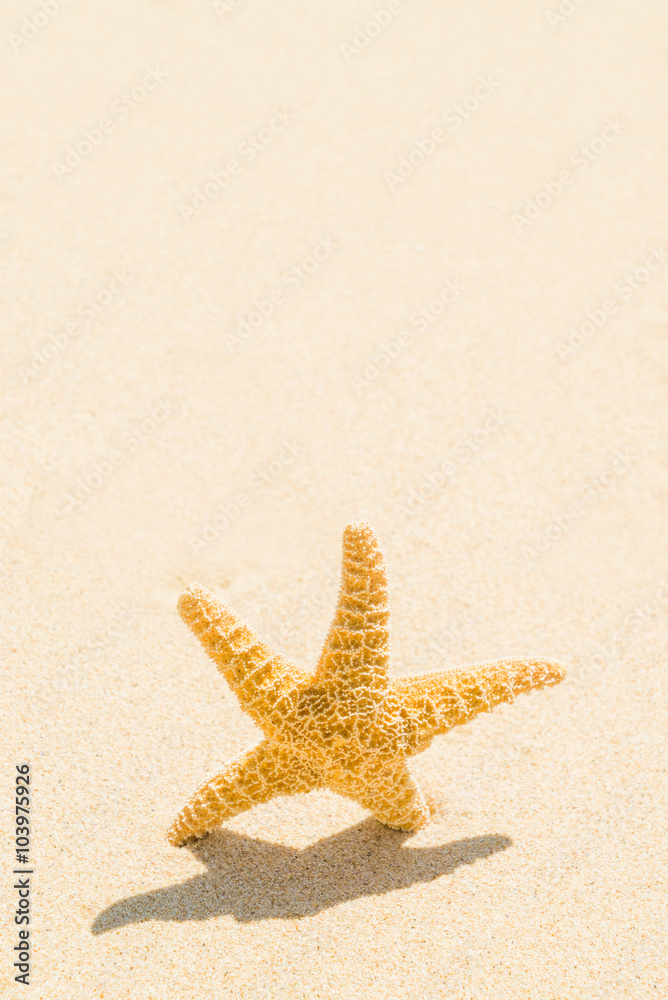 starfish with ocean , beach and seascape, shallow dof starfish with ocean , beach and seascape, shallow dof