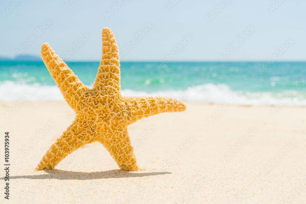 starfish with ocean , beach and seascape, shallow dof starfish with ocean , beach and seascape, shallow dof