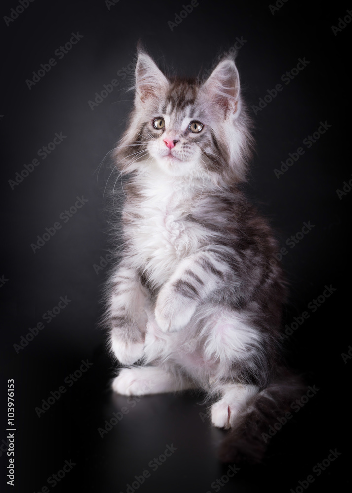 Maine Coon kitten on black background/Maine Coon kitten on black background