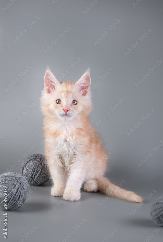 Maine Coon kitten on a gray background with a ball/Maine Coon kitten on a gray background with a ball