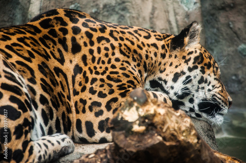 leopard sleeping on the rocks © hunterkitty