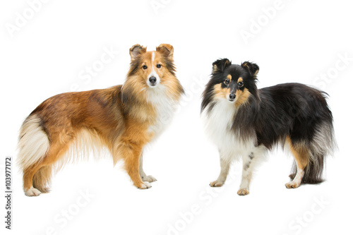 Two sheltie dogs