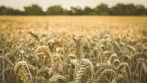 Field of yellow wheat.