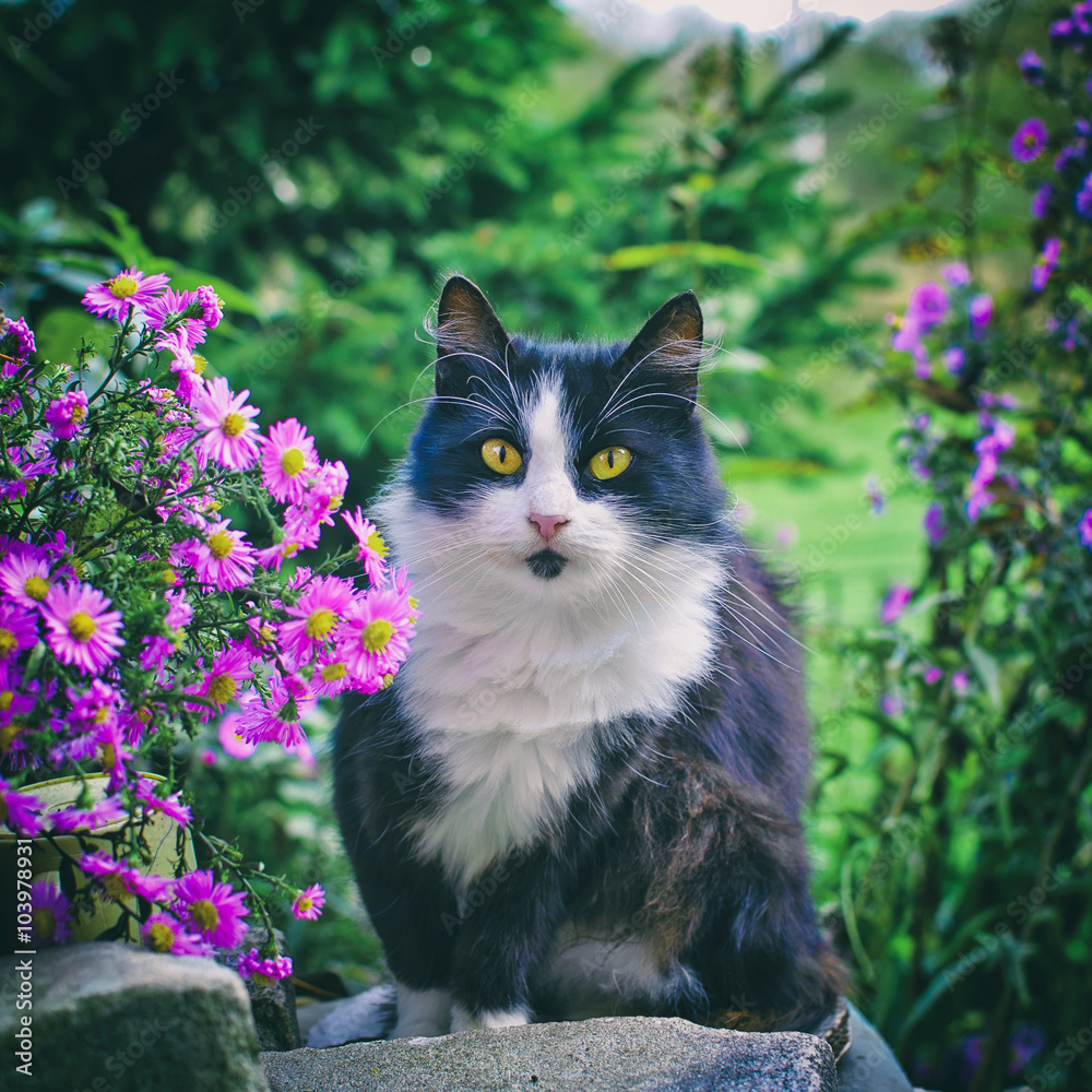 Black and white cat Black and white cat