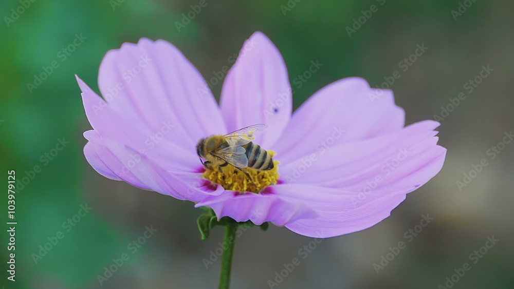 Bee on cosmos flower Bee on cosmos flower