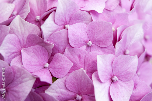 Hydrangea common names hydrangea or hortensia