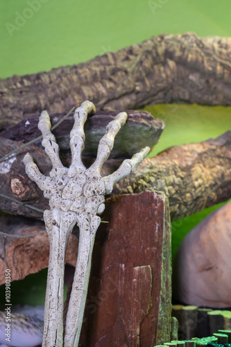 Handknochen photo