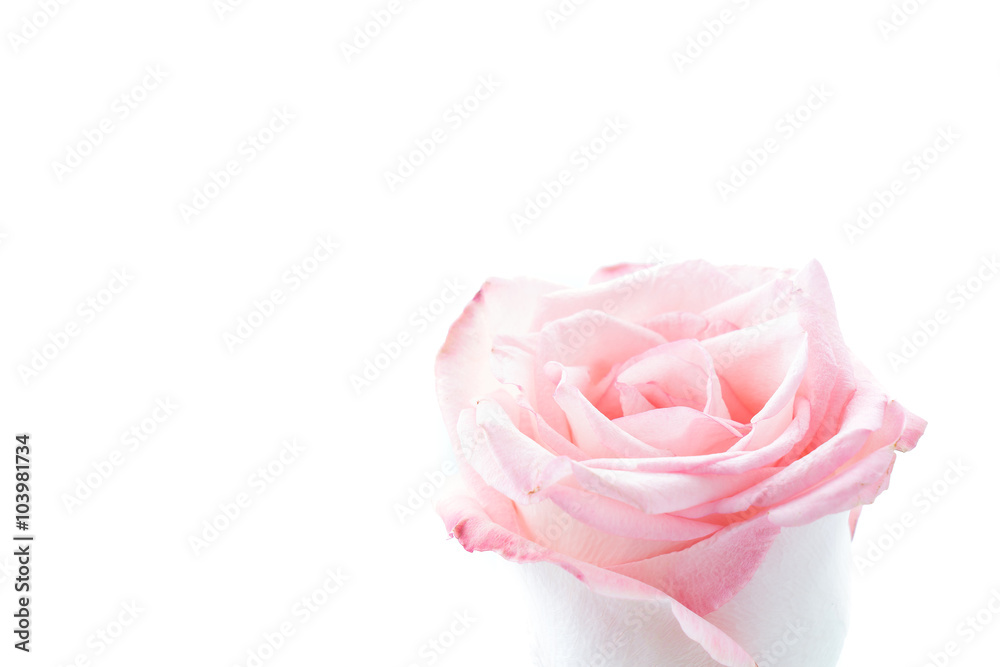 pink and white rose pink and white rose