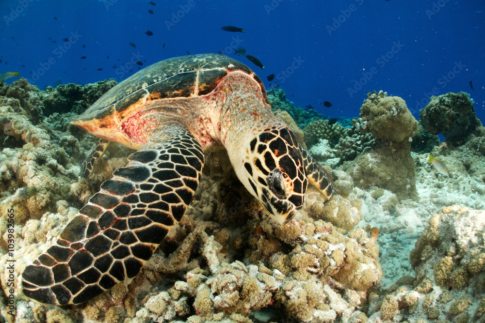 TURTLE EATING TURTLE EATING