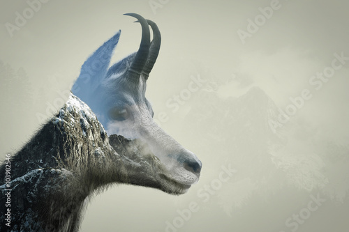 Photos Double exposure of chamois in the mountains