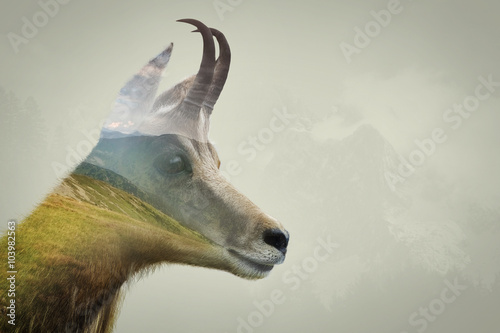 Double exposure of chamois in the mountains photo