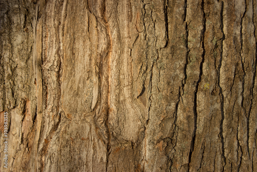 Obraz premium Natural Old Wood Tree Texture Background