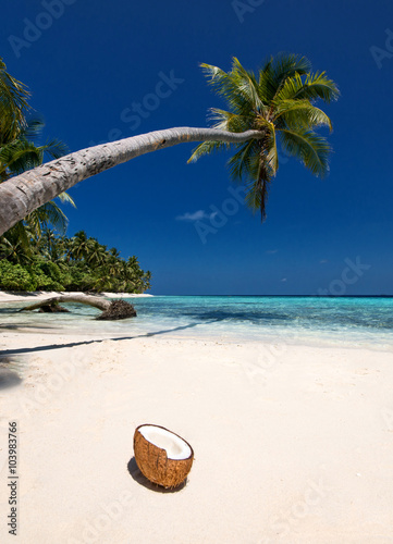 samotna-plaza-z-kokosowym-drzewem