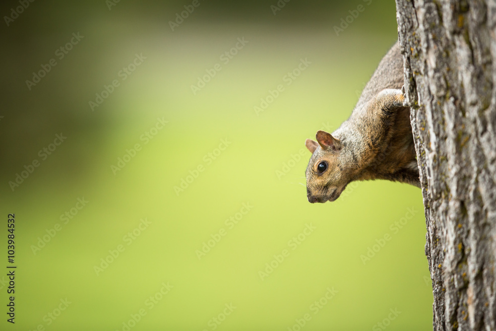 Obraz premium Eastern Grey Squirrel (Sciurus carolinensis)