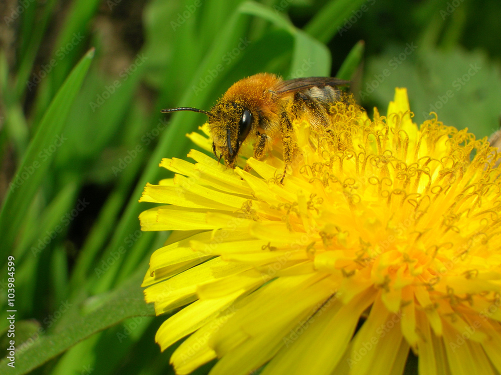 Honey bee on the dandelion flower Honey bee on the dandelion flower