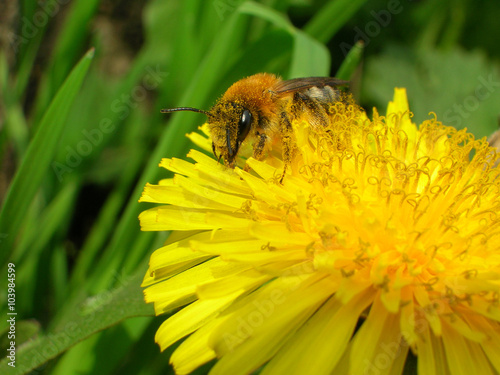 Honey bee on the dandelion flower