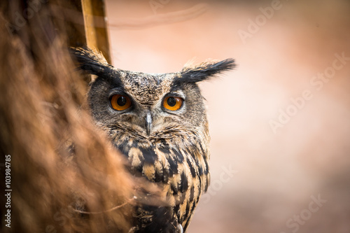 Closeup of a Eurasian Eagle-Owl (Bubo bubo