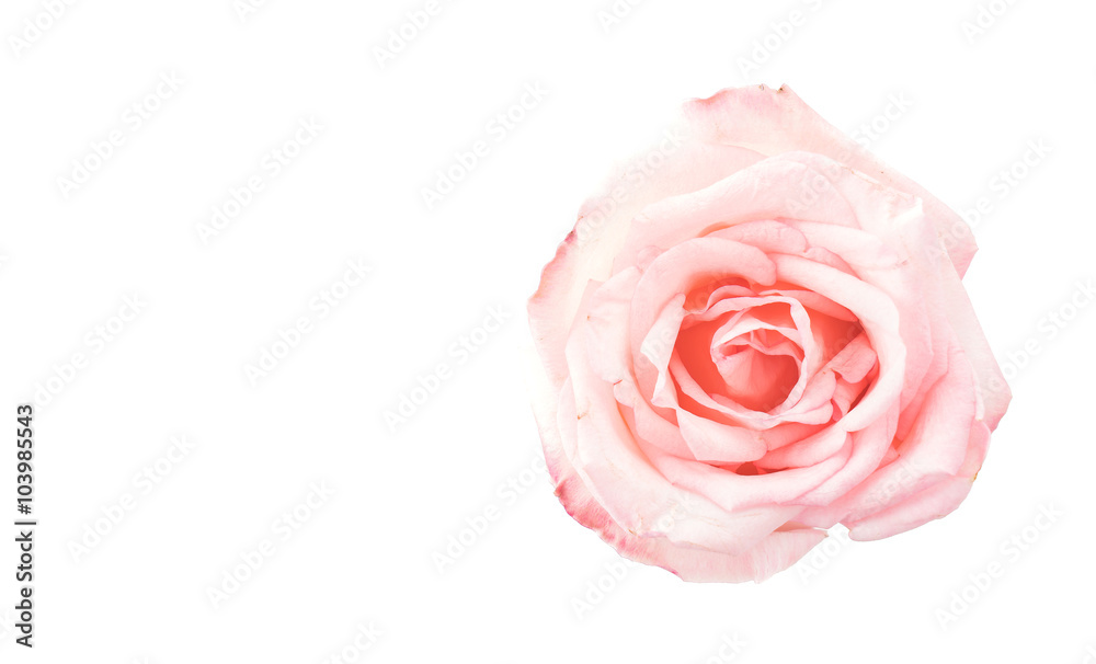 pink and white rose