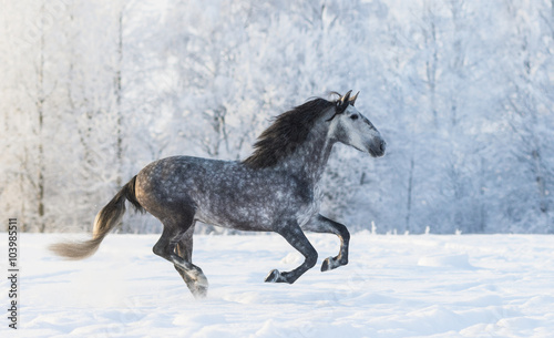 Fototapeta Naklejka Na Ścianę i Meble -  Purebred horse galloping across a winter snowy meadow