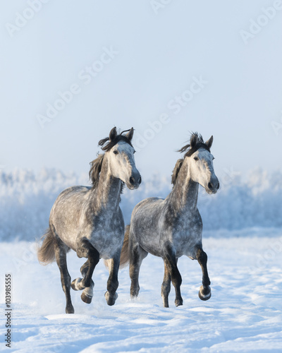 Two galloping gray horses