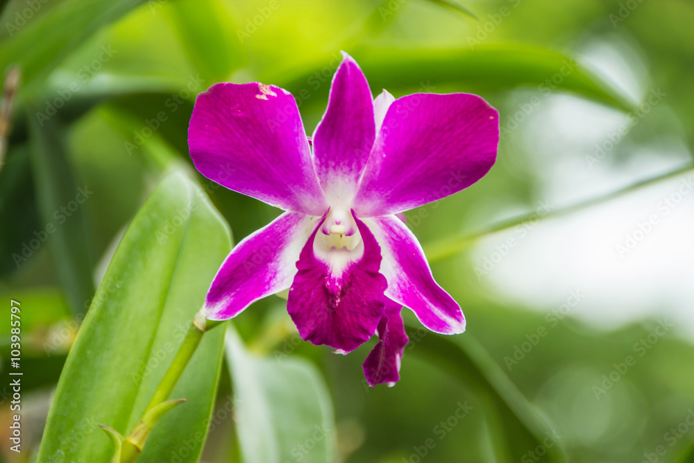 Purple orchid