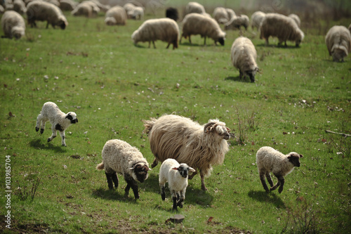 Color picture of sheep grazing in a field