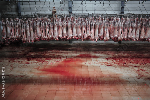 Sheep meat in a slaughterhouse photo