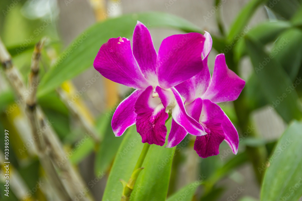 Naklejka premium Purple orchid