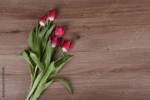 Tulips