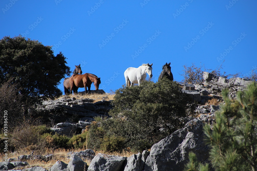 Naklejka premium Andalusier