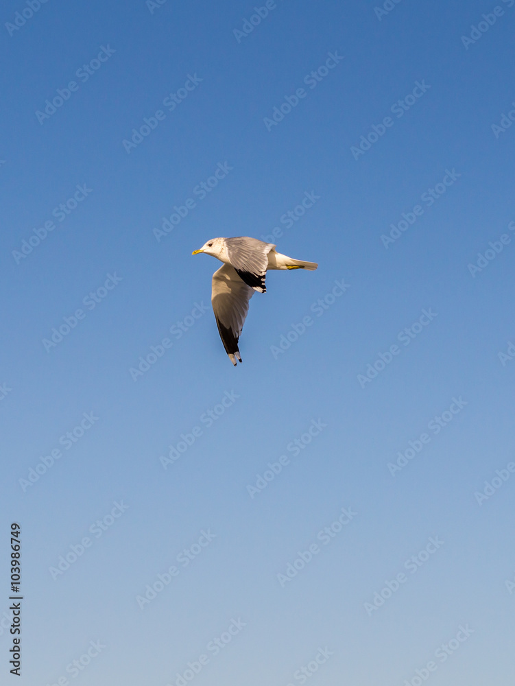 Obraz premium Fliegende Möwe