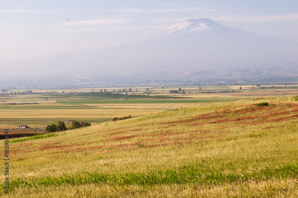 Field of avena plant in the plain of Catania, Sicily, during springtime with a view of mount Etna in the distance