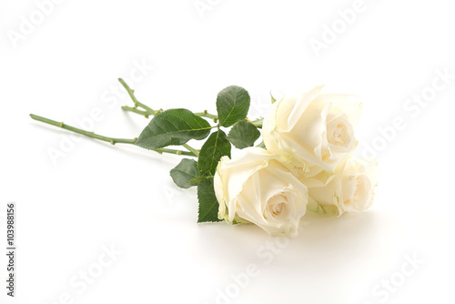 Fototapeta Naklejka Na Ścianę i Meble -  white rose