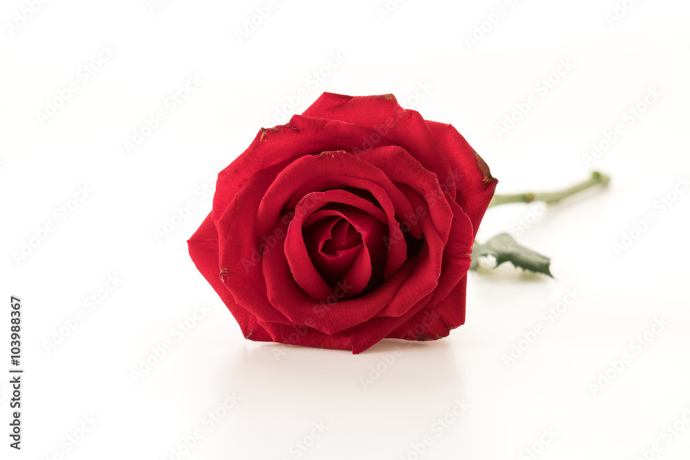Naklejka premium red rose