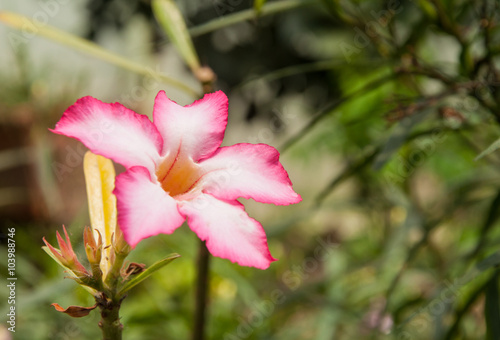 pink Plumeria flowers